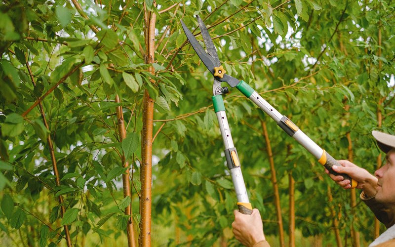Tree trimming in Kelso, WA